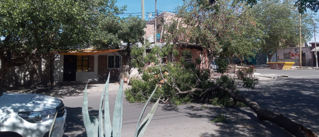 Estos fueron los daños que dejó el paso del Zonda por Mendoza