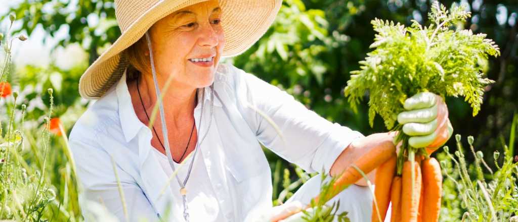 ¡Cultivá tu verano perfecto! Descubrí qué sembrar en Diciembre