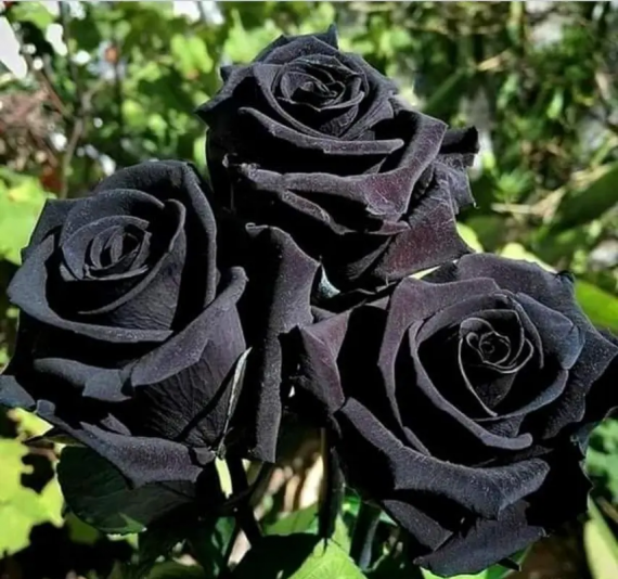 Floristeria El Sapito Verde, Costa Rica - #RosaNegra Significado de la Rosa  Negra Las rosas negras son el símbolo de la pasión fatal y de lo  místico. Aunque de continuar debemos aclarar