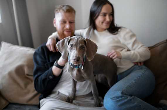 a los perros les gustan los besos y los abrazos