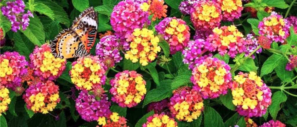 Flores para macetas al sol: las cinco más resistentes y coloridas