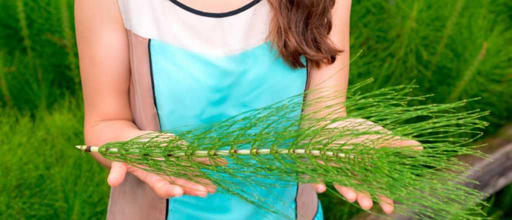 Cola de caballo: aprendé sobre sus usos en medicina y cómo cultivarla