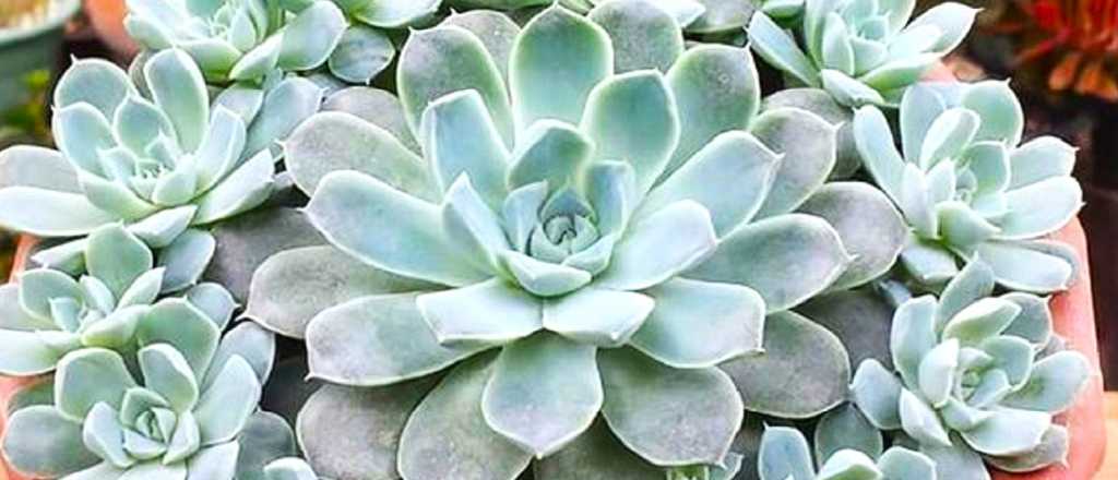 Las maravillosas Echeverias: explorando sus ocho variedades sorprendentes