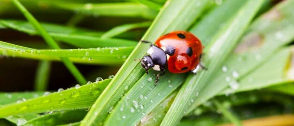 Trucos para atraer insectos aliados de forma natural al jardín