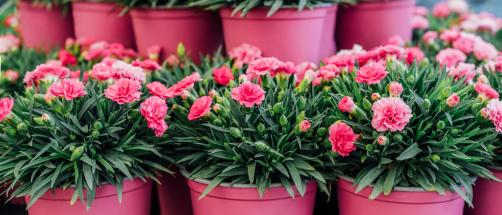 Tipos de claveles: sus variedades, cuidados y belleza floral