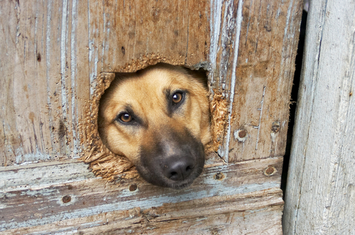 como evitar que el perro golpee la puerta