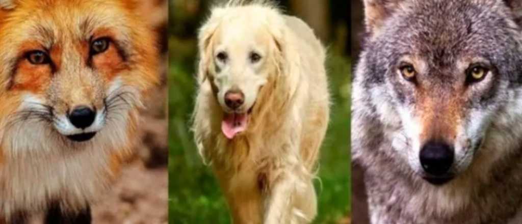 Test de personalidad: elegí a uno de los animales y conocé tu verdadero instinto