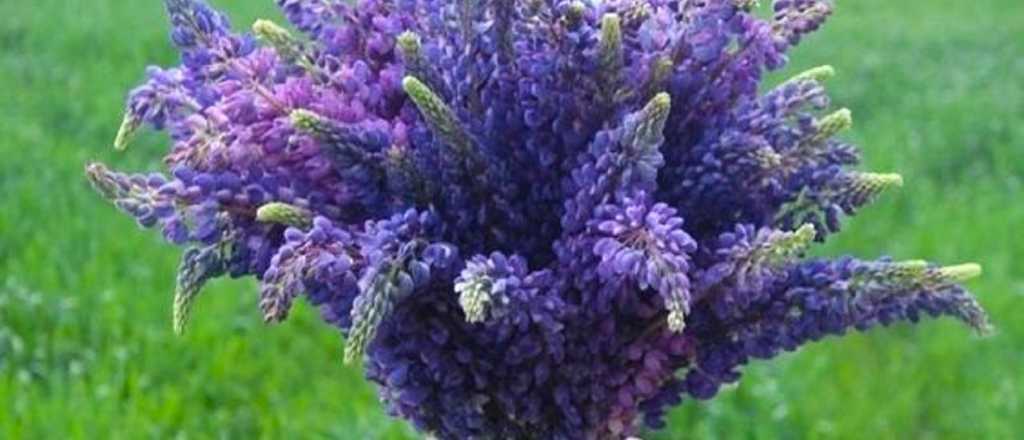 El encanto de las flores lilas, perfectas para tu verano