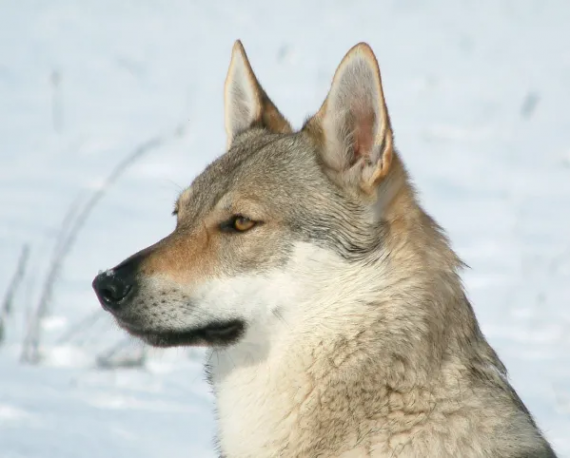 un perro que parece lobo