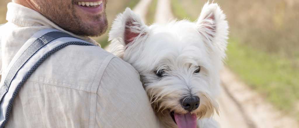 Cinco razas de perros pequeños para hogares con poco espacio