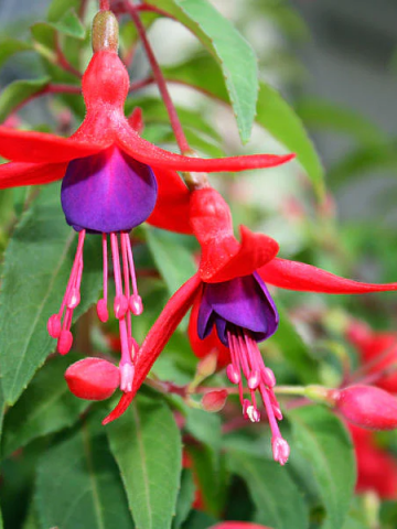 Flores con forma de campana: colores y cuidados desvelados - Mendoza Post