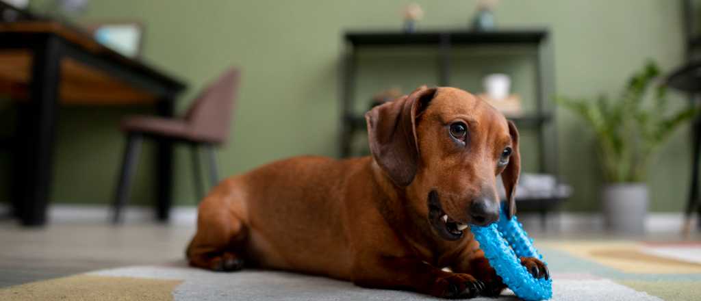 Cómo garantizar el bienestar de tu perro al dejarlo solo