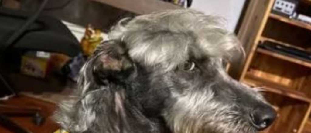 Llevó a su perro a la veterinaria y le pidió el corte de Peso Pluma