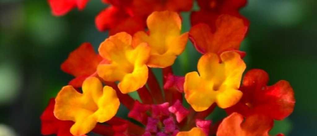 Explorá el esplendor de las flores naranjas con estas opciones fascinantes.