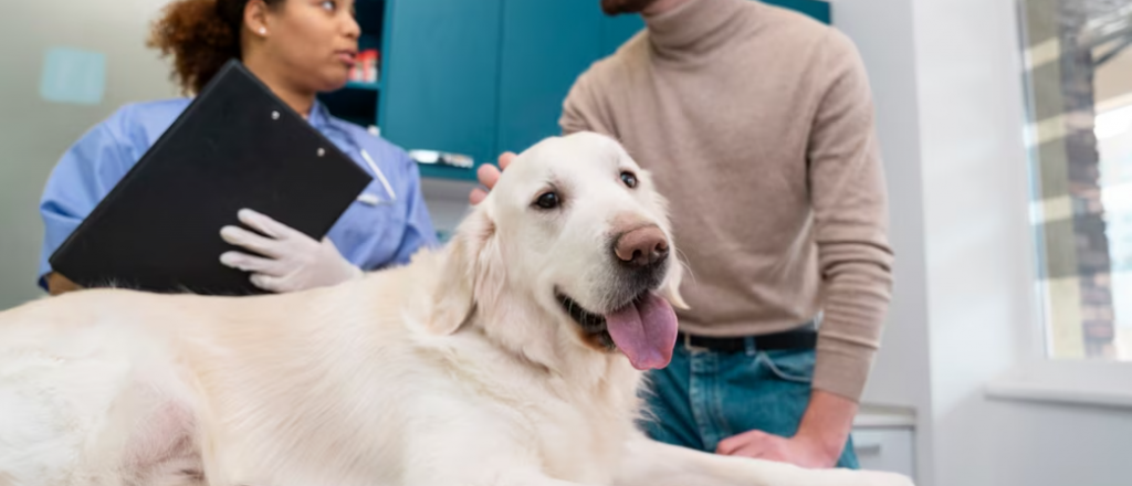 ¿Querés castrar o vacunar gratis a tu mascota en Ciudad?