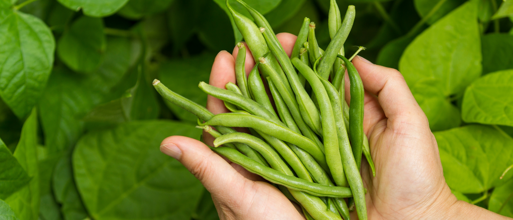 Guía para cultivar de chauchas en casa 