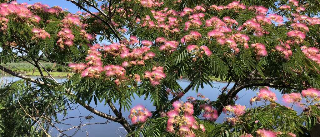 Elegancia floral: descubrí la Albizia, el encanto de las sedas