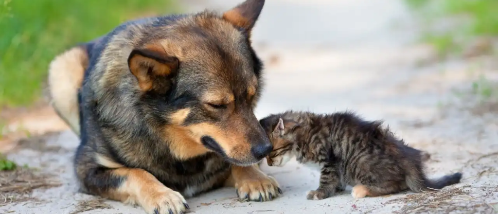 Cómo prevenir el abandono animal: datos, causas y estrategias