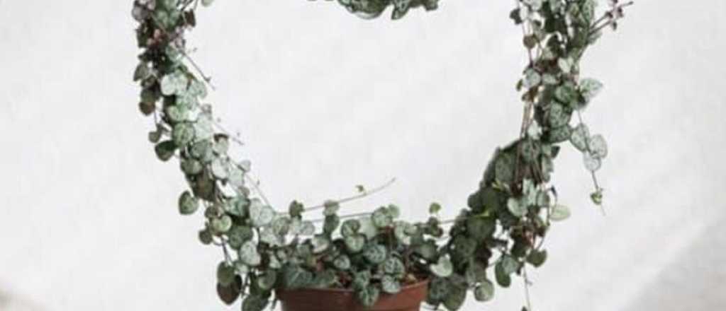 Guía completa de cuidados para la Ceropegia woodii en casa