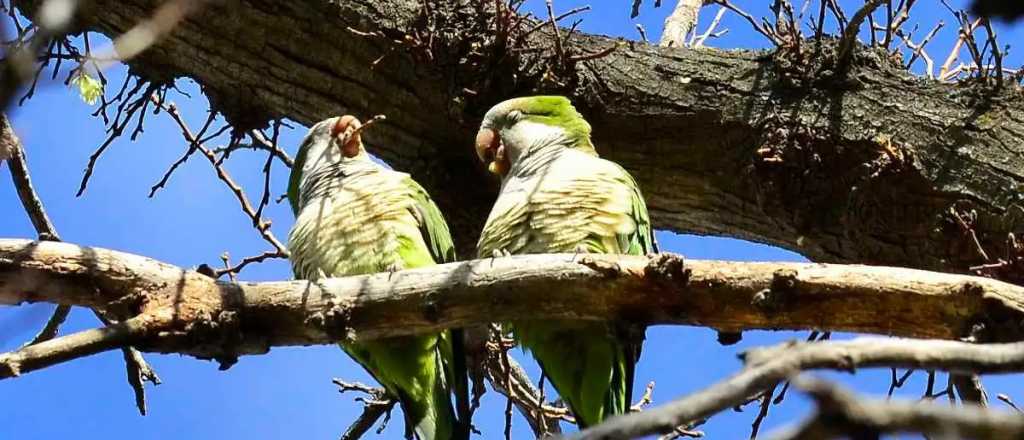 Vecinos de la Sexta reclaman por una "invasión" de catas