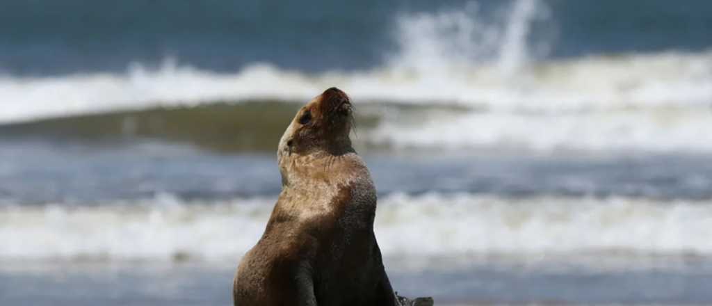 Gripe aviar mató a mil lobos marinos en Brasil