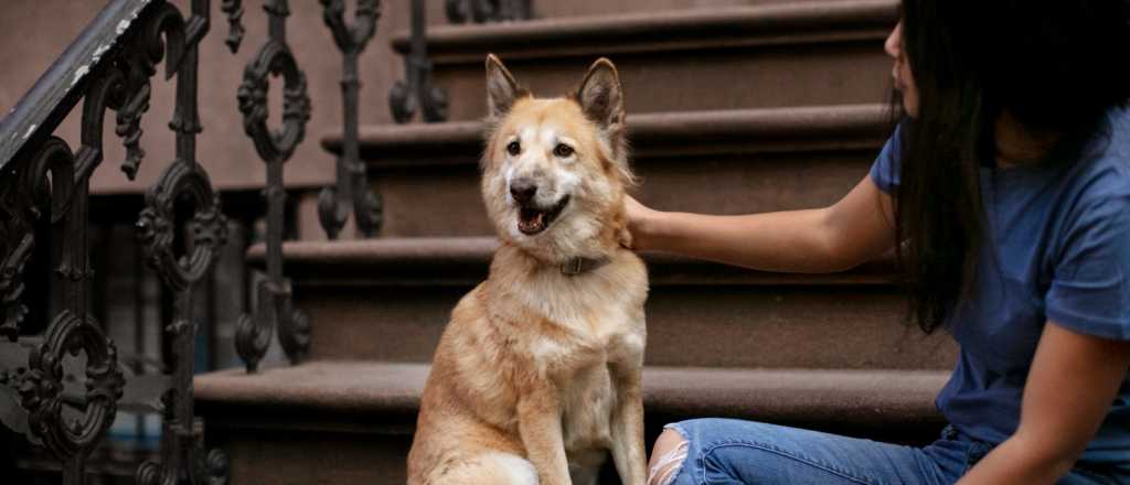 Cómo ayudar a tu perro a superar el miedo a las escaleras