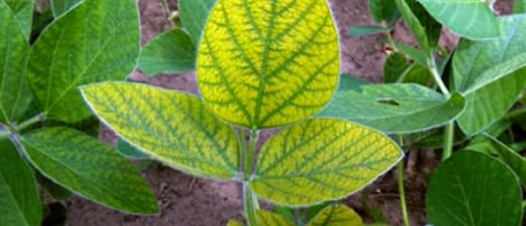 Cómo detectar y corregir las carencias de nutrientes en tus plantas