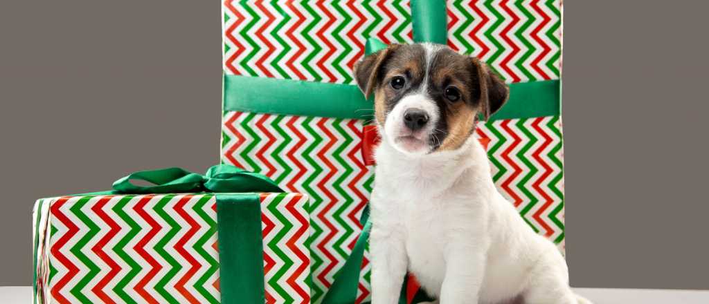 Regalar mascotas en navidad: ¿gesto de amor o compromiso irresponsable?