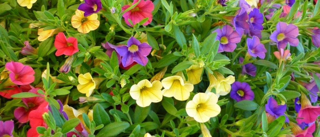 Todo sobre la Calibrachoa hybrida, características, cuidados y variedades florales