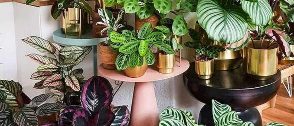 Conocé los secretos para cuidar y embellecer con la Calathea