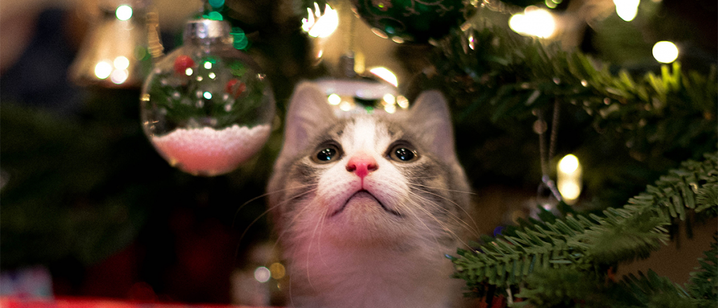 Evitá el desastre navideño: cómo mantener a tu gato fuera del árbol de navidad