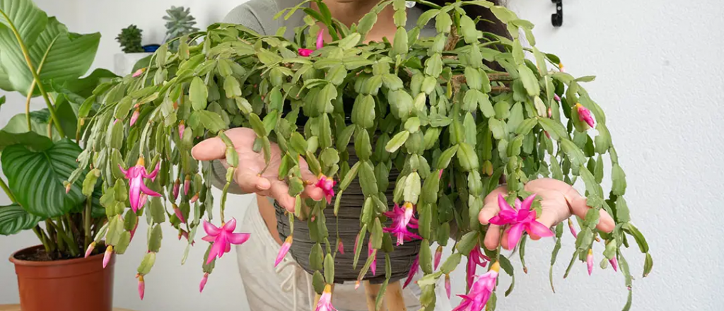 El encanto del cactus de navidad: cuidados, floración y más secretos