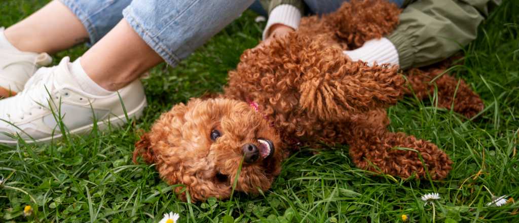 Dominá el arte de enseñarle a tu perro a hacerse el muerto