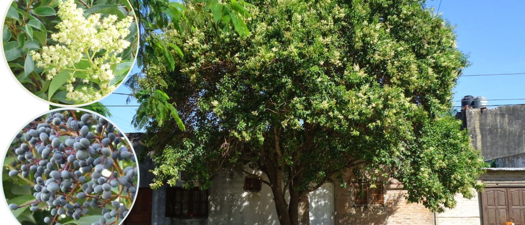 Árboles de crecimiento rápido: belleza y sombra en tiempo récord