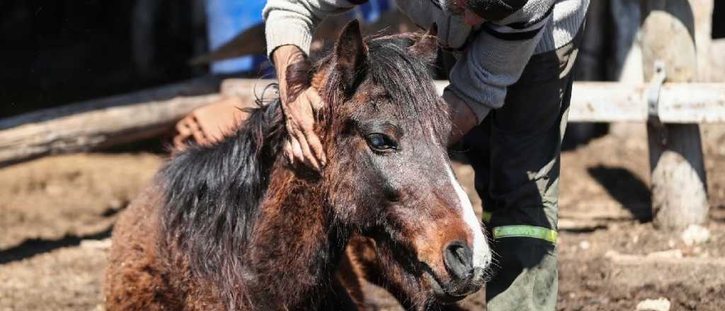 Confirman el primer brote de encefalomielitis equina en Mendoza