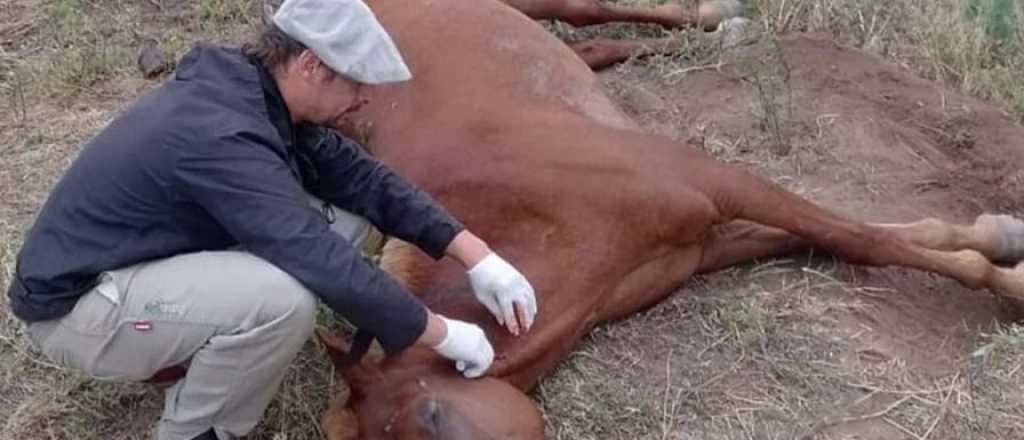 Encefalomielitis equina: al menos cuatro caballos han muerto en Mendoza