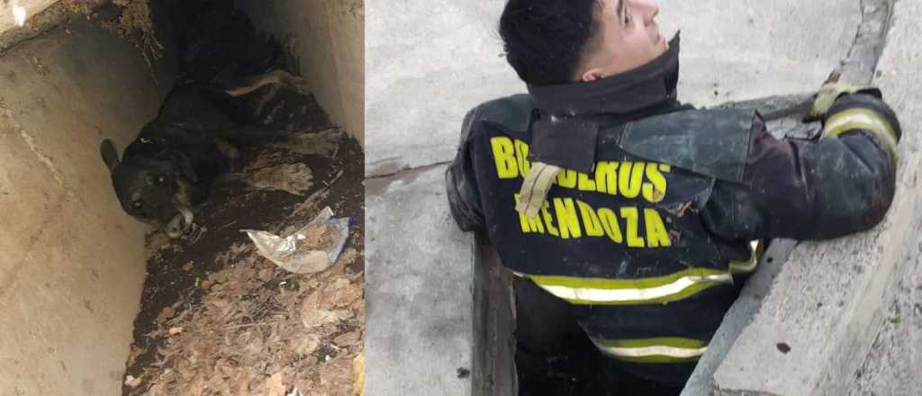 Bomberos rescataron un perro herido en General Alvear 