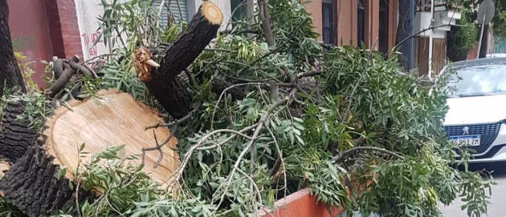 Talaron de prepo un árbol para edificar en Ciudad: $3,4 millones de multa