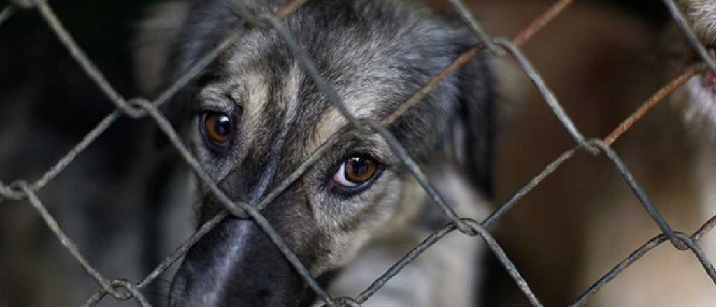 Cambios en la Justicia: Mendoza tendrá una fiscalía de protección animal