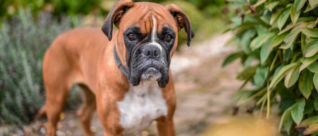 Un perro le fracturó el cráneo a un chico de 2 años en Maipú