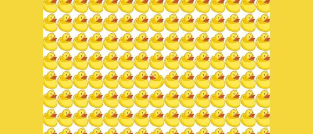 Acertijo visual: ¿podés hallar el patito que va en mano contraria?