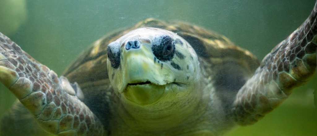 El tortugo Jorge está cada vez más cerca del mar