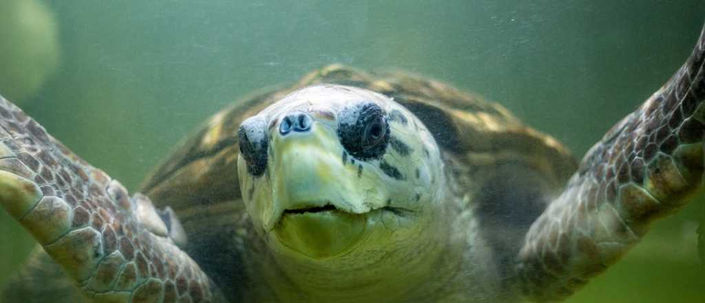 El Tortugo Jorge alcanzará su libertad