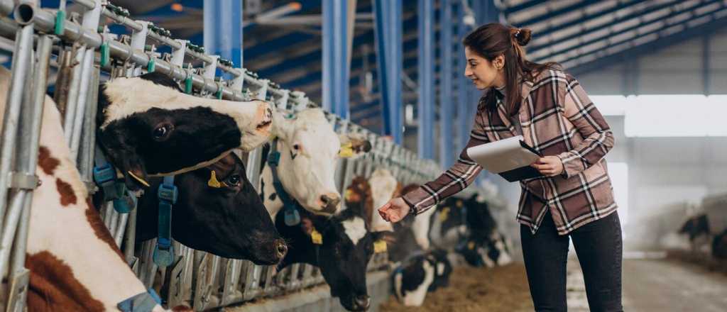 Investigan la producción de carne vacuna a nivel regional