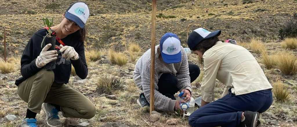 Voluntarios reforestan la montaña afectada por incendios