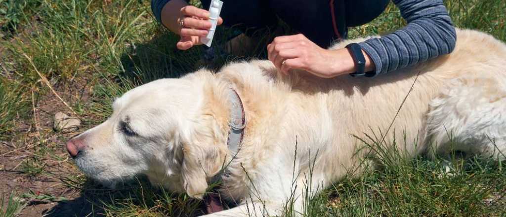 Hay más garrapatas en Mendoza y no se pueden erradicar