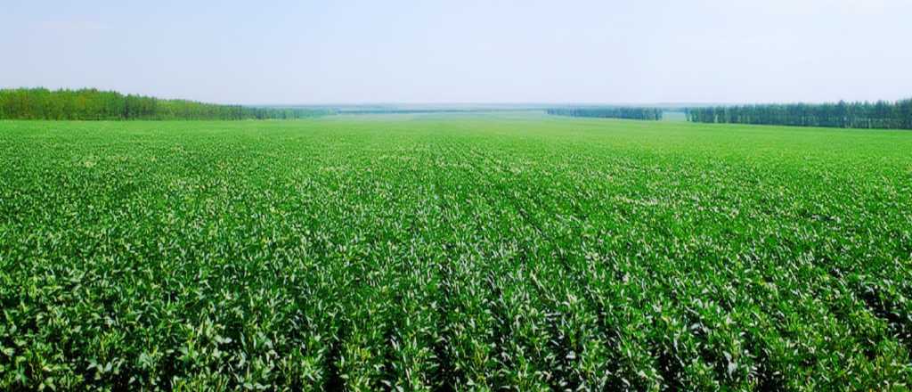 "¡Baja el costo argentino!": Sturzenegger desregula fertilizantes