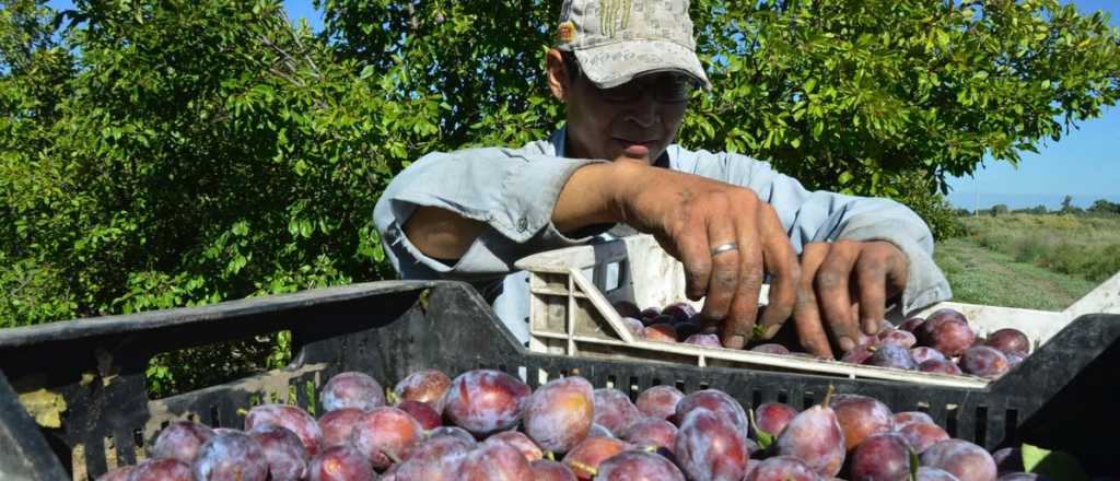 Sobran ciruelas y bajan los precios: alerta entre los productores