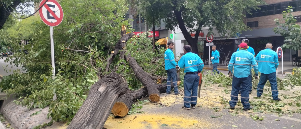 A poco de comenzar el Carrusel, se cayó un árbol en plena calle Colón