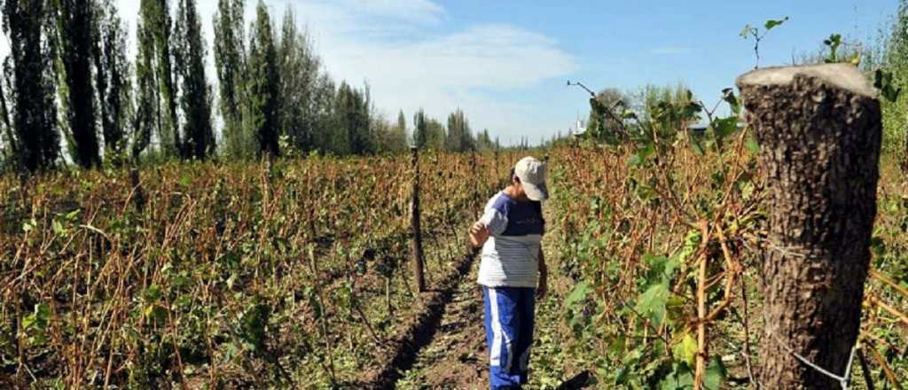 Mendoza asistirá a más de 200 productores afectados por el granizo